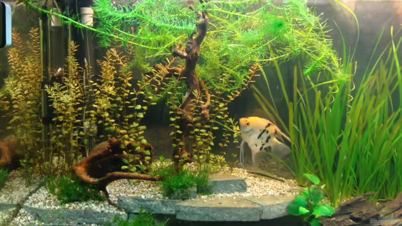 Besatz im Aquarium Gesellschaftsbecken von Marina (34)