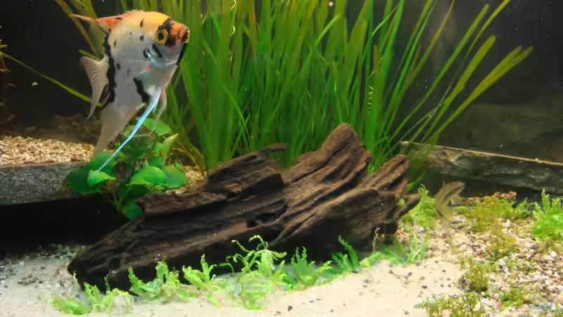 Besatz im Aquarium Gesellschaftsbecken von Marina (35)