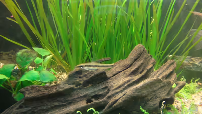 Besatz im Aquarium Gesellschaftsbecken von Marina (38)