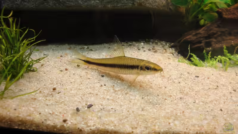 Besatz im Aquarium Gesellschaftsbecken von Marina (39)