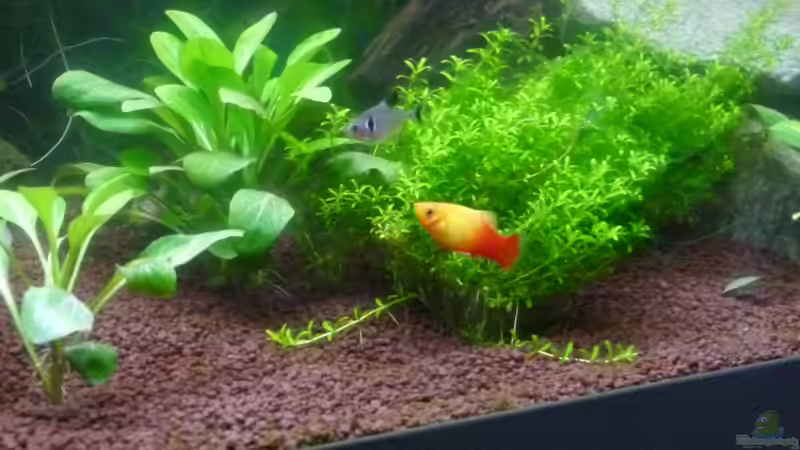 Besatz im Aquarium Gesellschaftsbecken von Mc.Maurer (24)