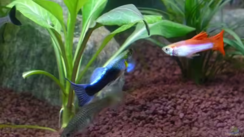 Besatz im Aquarium Gesellschaftsbecken von Mc.Maurer (27)