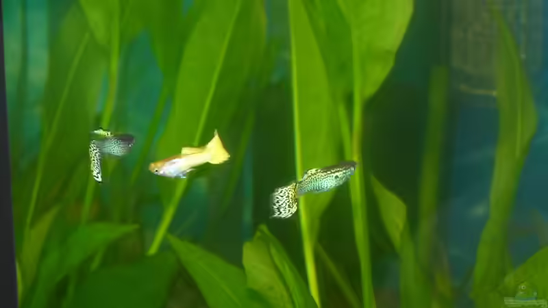 Besatz im Aquarium Gesellschaftsbecken von Mc.Maurer (30)