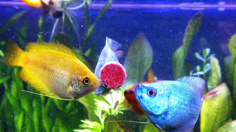 Besatz im Aquarium Gesellschaftsbecken von Patrick97 (10)