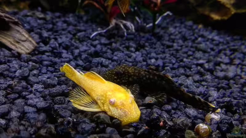 Besatz im Aquarium Gesellschaftsbecken von Patrick97 (9)