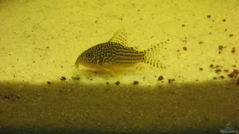 Besatz im Aquarium Gesellschaftsbecken von Peter Hammel (12)