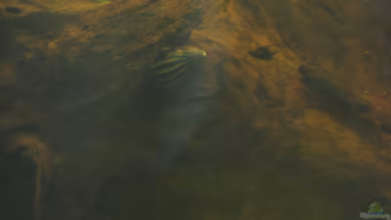 Besatz im Aquarium Gesellschaftsbecken von Peter Hammel (13)