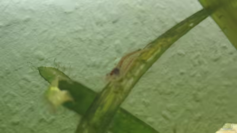 Besatz im Aquarium Gesellschaftsbecken von picknicker1982 (4)