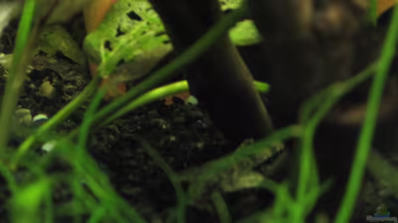 Besatz im Aquarium Gesellschaftsbecken von picknicker1982 (5)