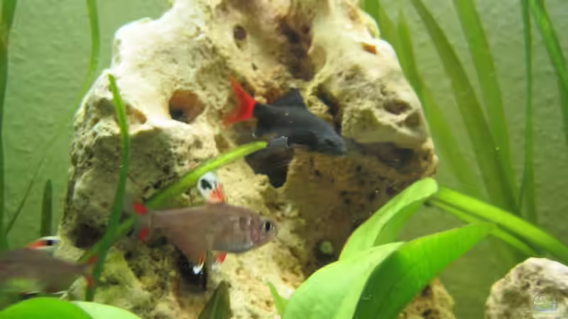 Besatz im Aquarium Gesellschaftsbecken von picknicker1982 (6)