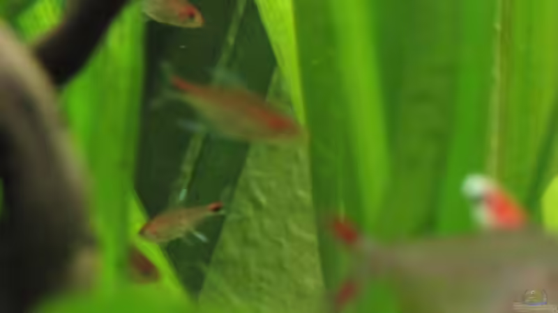 Besatz im Aquarium Gesellschaftsbecken von picknicker1982 (7)