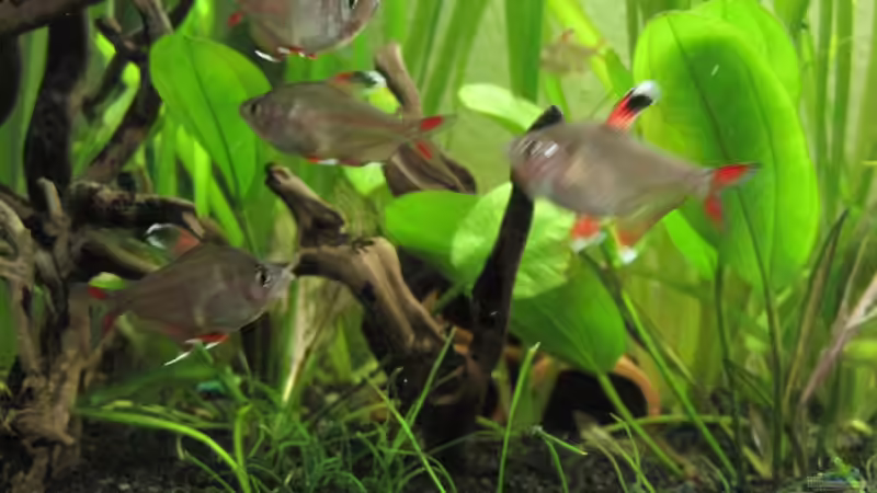 Besatz im Aquarium Gesellschaftsbecken von picknicker1982 (8)