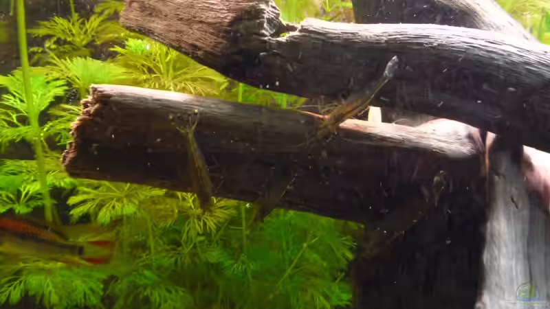 Besatz im Aquarium Gesellschaftsbecken von Ralf Kottmeier (48)