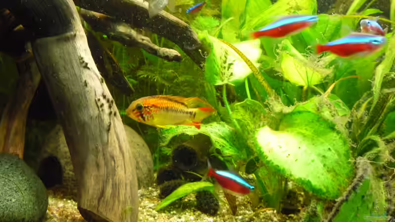 Besatz im Aquarium Gesellschaftsbecken von Ralf Kottmeier (49)