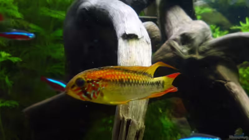 Besatz im Aquarium Gesellschaftsbecken von Ralf Kottmeier (50)