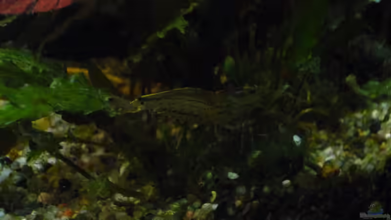 Besatz im Aquarium Gesellschaftsbecken von Ralf Kottmeier (52)