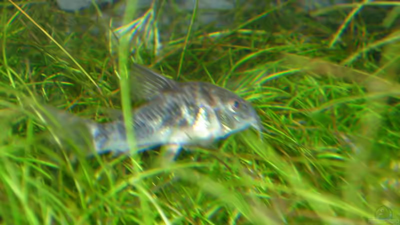 Besatz im Aquarium Gesellschaftsbecken von Ralf Kottmeier (53)