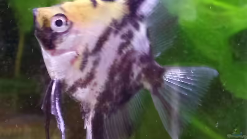 Besatz im Aquarium Gesellschaftsbecken von raubsau (72)