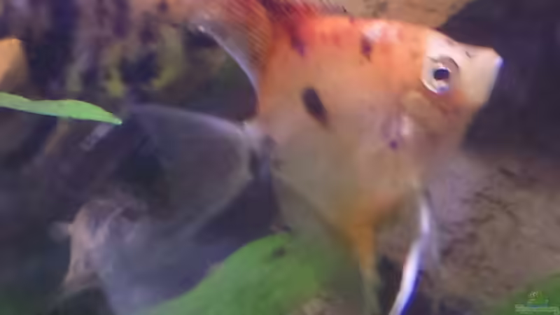 Besatz im Aquarium Gesellschaftsbecken von raubsau (73)