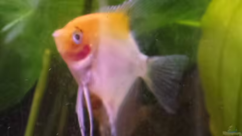 Besatz im Aquarium Gesellschaftsbecken von raubsau (74)