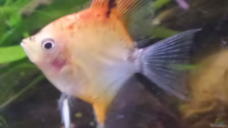 Besatz im Aquarium Gesellschaftsbecken von raubsau (75)