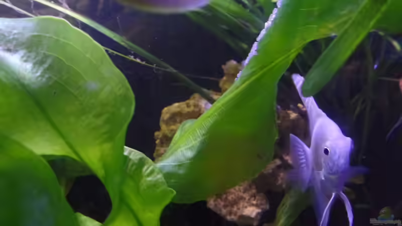 Besatz im Aquarium Gesellschaftsbecken von raubsau (76)