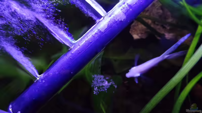 Besatz im Aquarium Gesellschaftsbecken von raubsau (77)