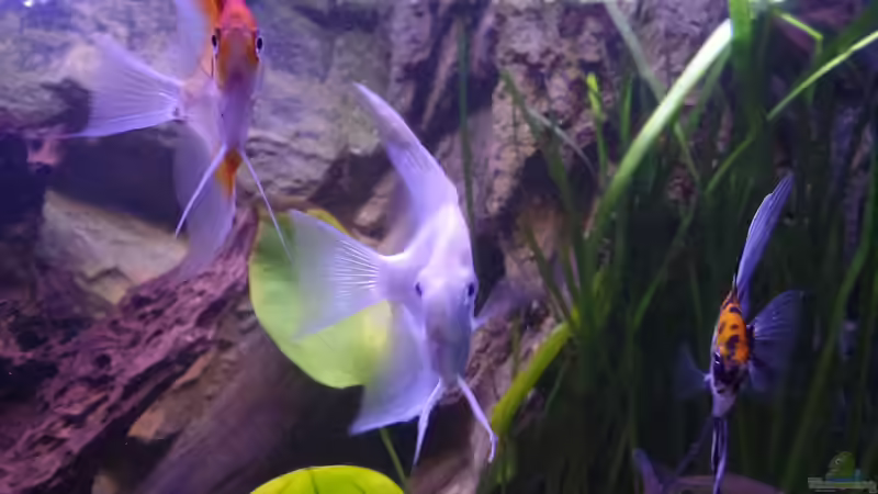 Besatz im Aquarium Gesellschaftsbecken von raubsau (81)