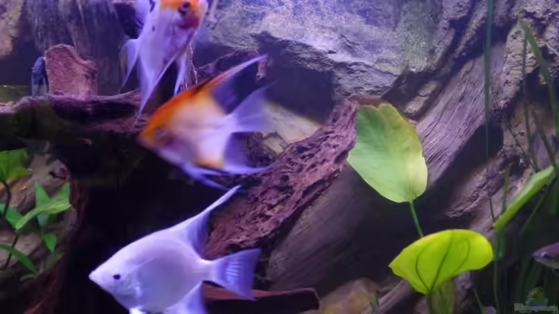 Besatz im Aquarium Gesellschaftsbecken von raubsau (84)