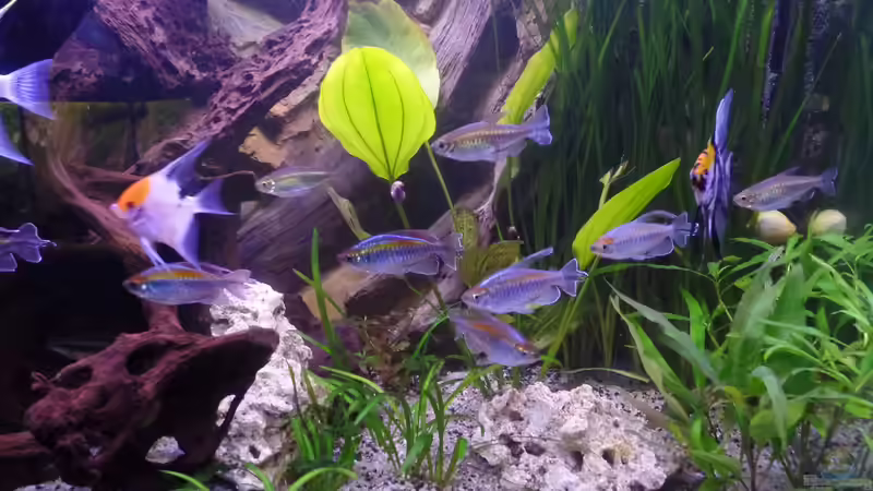 Besatz im Aquarium Gesellschaftsbecken von raubsau (85)