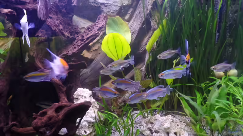 Besatz im Aquarium Gesellschaftsbecken von raubsau (86)