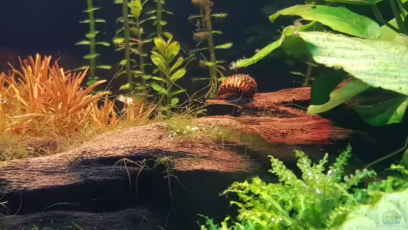 Besatz im Aquarium Gesellschaftsbecken von Tabu (20)