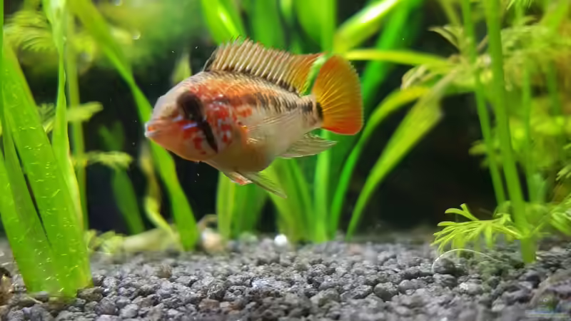 Besatz im Aquarium Gesellschaftsbecken von Tabu (22)