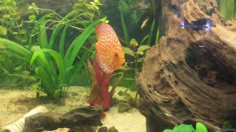 Besatz im Aquarium Gesellschaftsbecken Wohnzimmer von Moe (4)