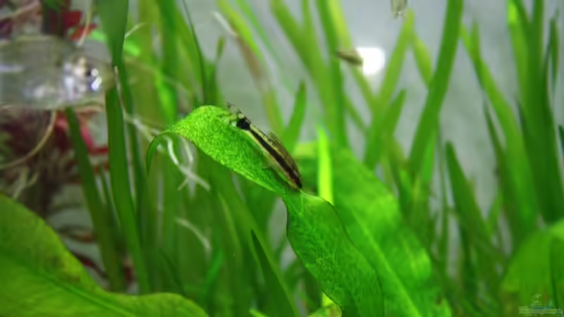 Besatz im Aquarium Gesellschaftsbeckern von Marcel Becker (11)