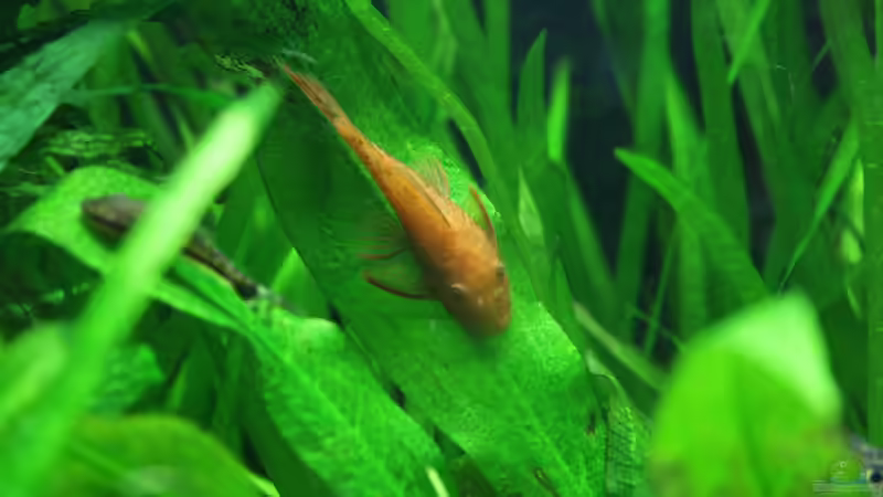 Besatz im Aquarium Gesellschaftsbeckern von Marcel Becker (12)