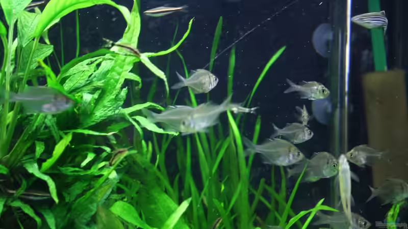 Besatz im Aquarium Gesellschaftsbeckern von Marcel Becker (13)