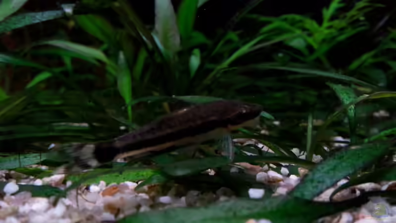 Besatz im Aquarium Gesellschaftsdickicht von SK Aquarienleben (53)