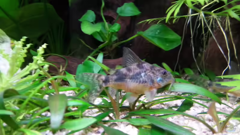 Besatz im Aquarium Gesellschaftsdickicht von SK Aquarienleben (55)