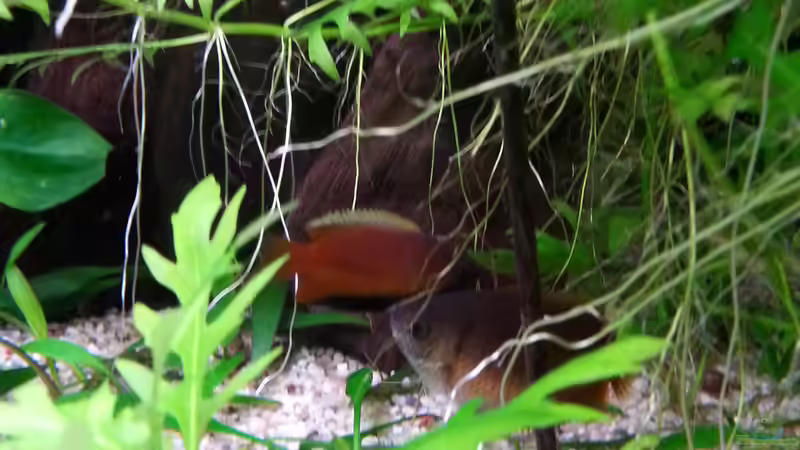 Besatz im Aquarium Gesellschaftsdickicht von SK Aquarienleben (56)