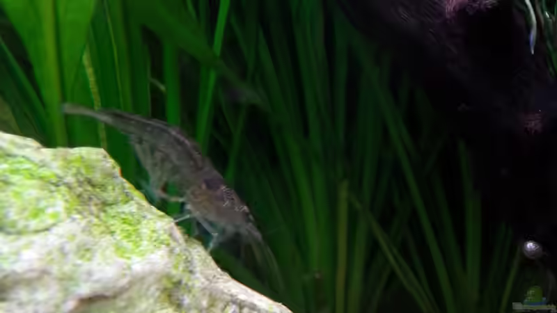 Besatz im Aquarium Gesellschaftsdickicht von SK Aquarienleben (57)