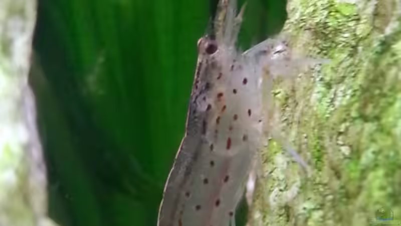 Besatz im Aquarium Gesellschaftsdickicht von SK Aquarienleben (58)