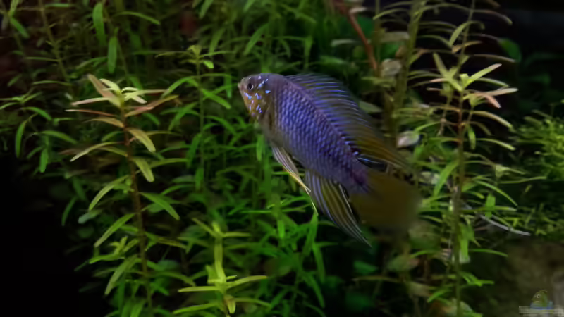 Besatz im Aquarium Gesellschaftsdickicht von SK Aquarienleben (61)