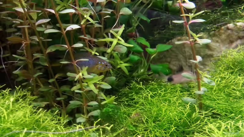 Besatz im Aquarium Gesellschaftsdickicht von SK Aquarienleben (63)