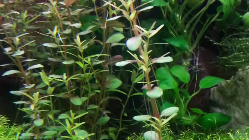 Besatz im Aquarium Gesellschaftsdickicht von SK Aquarienleben (64)