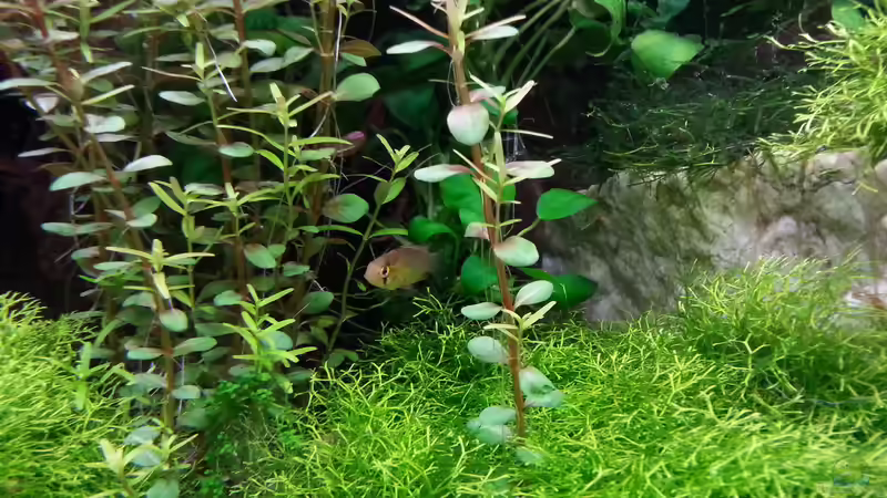 Besatz im Aquarium Gesellschaftsdickicht von SK Aquarienleben (65)