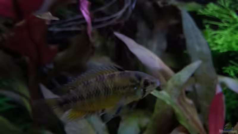 Besatz im Aquarium Gesellschaftsdickicht von SK Aquarienleben (66)