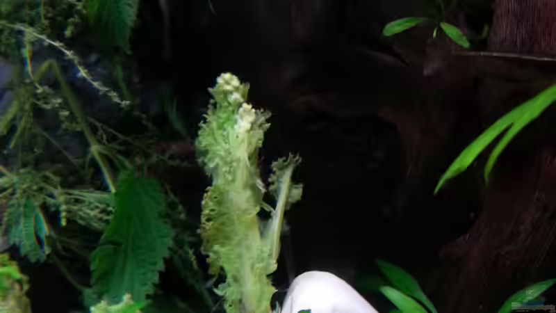 Besatz im Aquarium Gesellschaftsdickicht von SK Aquarienleben (67)