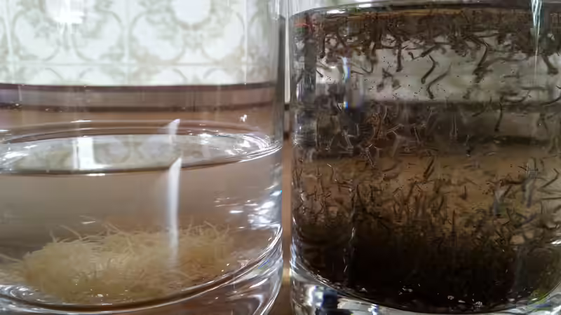 Besatz im Aquarium Gesellschaftsdickicht von SK Aquarienleben (70)