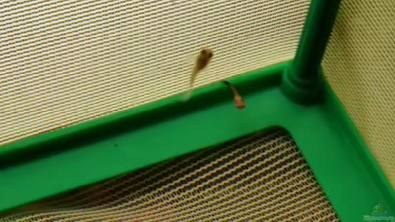 Besatz im Aquarium Gesellschaftstrigonal nicht mehr aktuell von CoyoteBerlin (7)